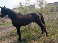 公马, Altai horse — 照片 4