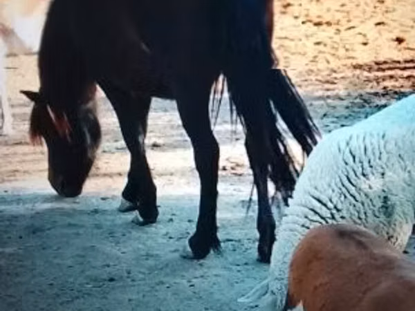 母马, Welsh Mountain Pony