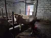公牛, Red-spotted breed — 照片 4