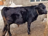 母牛, Swiss cattle — 照片 6