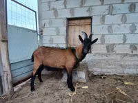 Boucs, Italian Alpine goat — photo 2