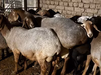 كبش, Rhon sheep — الصورة 8