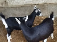 Chèvre, Alpine goat — photo 8