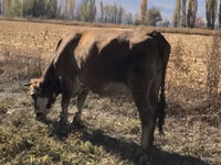 Vache, Race Alatauskaya — photo 3