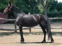 Yegua, Friesian — foto 4