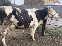 Vaca, Raza Holstein — foto 3