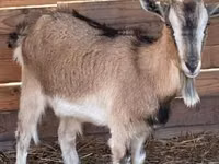 母山羊, West African dwarf goats — 照片 2
