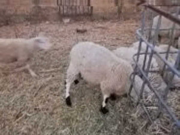 Widder, Cerry Hill sheep