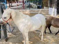 Pferde (Partie, Geschlecht nicht angegeben), Australian Pony — Foto 4