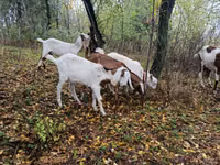 Goat, Nubian Goat — photo 2