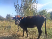 Rinder (Partie, Geschlecht nicht angegeben), Russian Black pied cattle — Foto 3