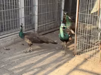 Chickens — الصورة 3