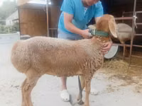 Sheep, Arashan sheep — photo 2