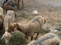 Brebis, Moutons — photo 2