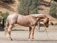 حصان, Quarter Horse — الصورة 6