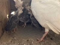 Turkeys — 照片 1