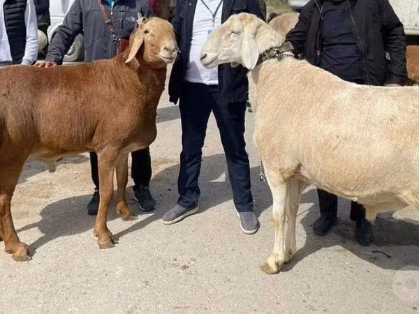 كبش, الأغنام