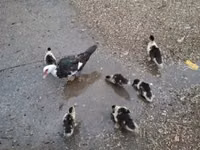 मीतेई न्गानु — फ़ोटो 3