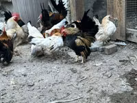 Chickens — 照片 3