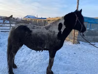公马, Yakutian horse — 照片 3