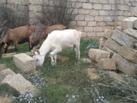 عنزة, الماعز — الصورة 2