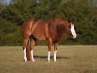 公马, Quarter Horse — 照片 2