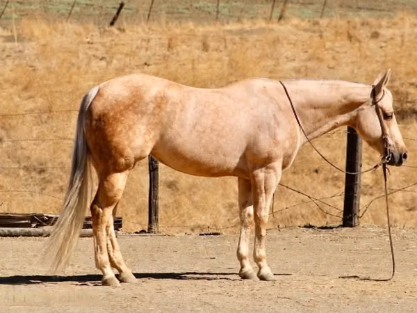 母马, Quarter Horse