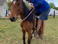 公马, Tennessee Walking Horse — 照片 4