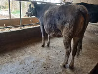 Vache, Swiss cattle — photo 1