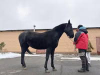 Stute, Akhal-Teke — Foto 2