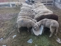 كبش, الأغنام — الصورة 1