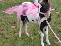 Yegua, Miniature horse — foto 4