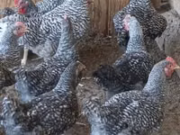 Chickens — الصورة 1