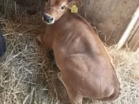 Vache, Race Jersey — photo 6