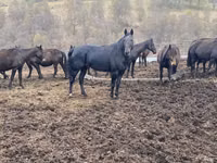 Caballo, Karachay horse — foto 6