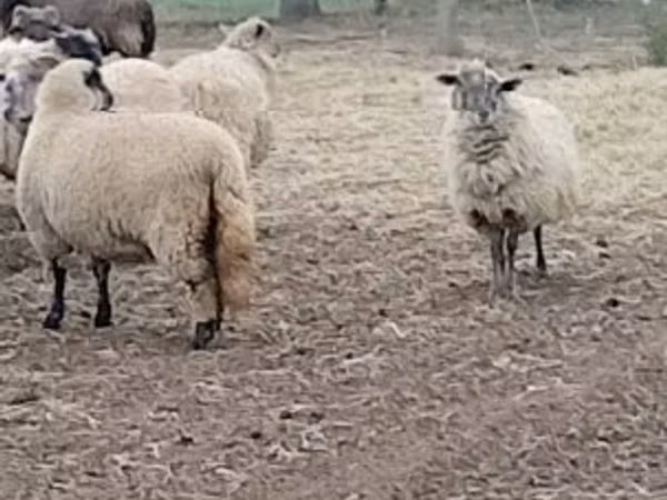 Schaf, Merino sheep