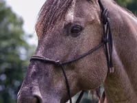 Cheval, Quarter Horse — photo 7