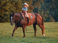 Caballo, Quarter Horse — foto 2