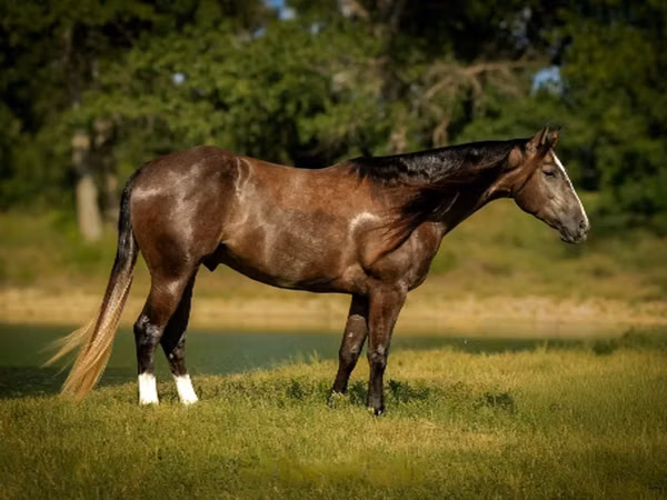 公马, Quarter Horse