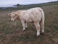 Bulle, Charolais cattle — Foto 5