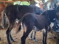 Jument, Chevaux — photo 2