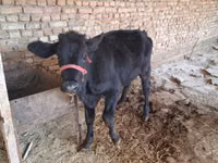 Vache, Red Estonian cattle — photo 2