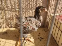 وياندوت — الصورة 8