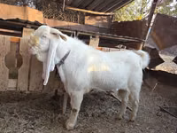 تيس, Gulabi goats — الصورة 7