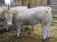 Bull, Blonde d’Aquitane cattle — photo 3