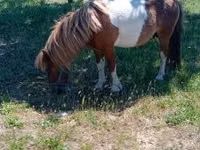 Horse (M), Indian half-bred — photo 2