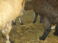 मेढ़ा, Qashqai sheep — फ़ोटो 4
