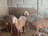 Brebis, Afghan Arabi sheep — photo 1