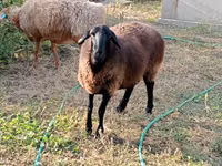 نعجة, Kazakh fat-tailed coarsewool sheep — الصورة 1