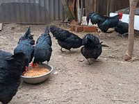 Australorp — photo 5